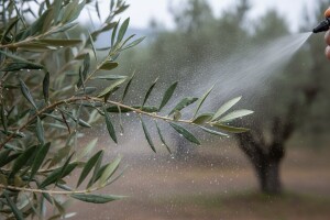 Zaštitite masline od bolesti paunovog oka