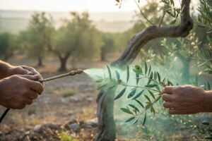 Zaštitite masline od bolesti paunovog oka