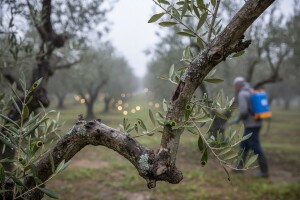 Zaštitite masline od bolesti paunovog oka