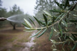 Zaštitite masline od paunovog oka!