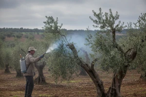 Zaštitite masline od paunovog oka i bakterijskog raka