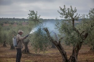 Zaštitite masline od paunovog oka i bakterijskog raka