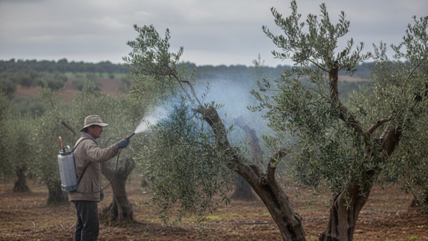 Zaštitite masline od paunovog oka i bakterijskog raka