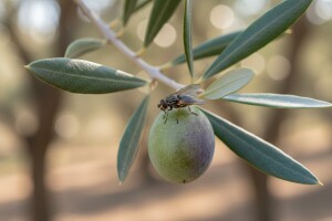 Zaštitite maslinu od maslinine muhe!