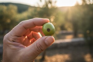 Zaštitite maslinu od maslinine muhe!
