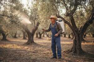 Zaštitite maslinu od maslinine muhe!