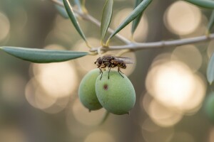 Zaštitite maslinu od maslinine muhe i moljca!