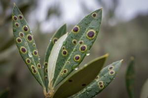 Zaštitite maslinu od paunovog oka