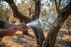 Zaštitite maslinu od paunovog oka i raka masline!