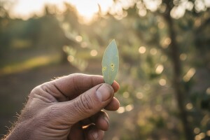 Zaštitite maslinu od paunovog oka i raka masline!