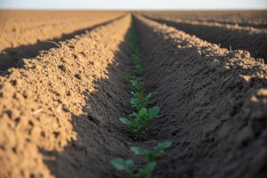 Zaštitite merkantilni krumpir od korova!