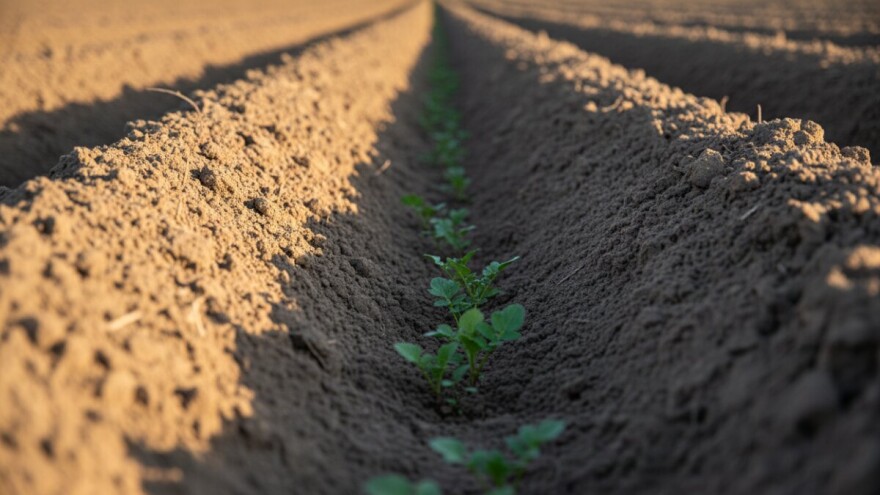 Zaštitite merkantilni krumpir od korova!