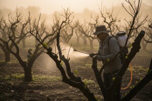 Zaštitite nasade agruma