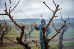 Zaštitite nasade bresaka, nektarina i marelica