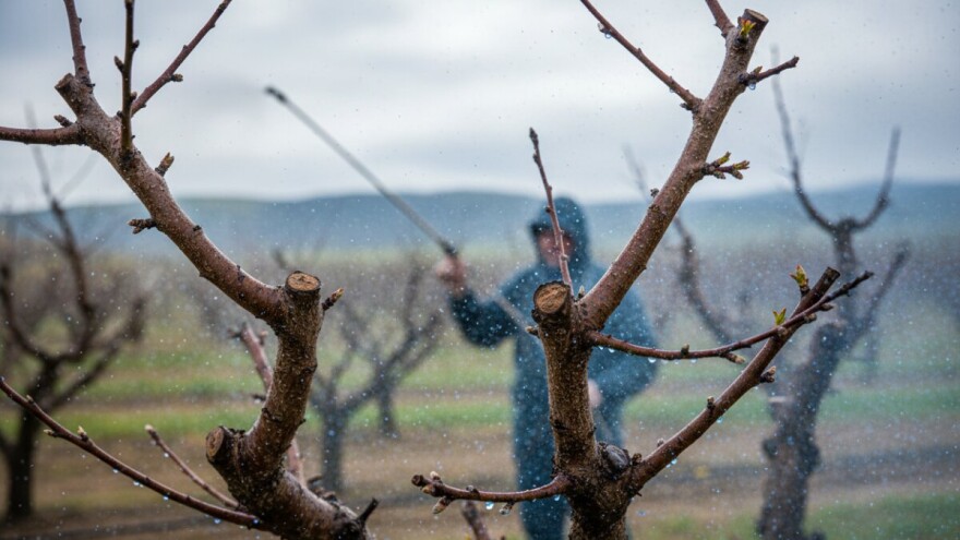 Zaštitite nasade bresaka, nektarina i marelica