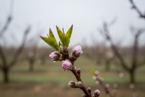 Zaštitite nasade breskve i nektarine