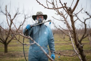 Zaštitite nasade breskve, nektarine i marelice