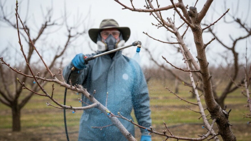 Zaštitite nasade breskve, nektarine i marelice