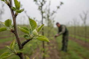 Zaštitite nasade jabuka i krušaka!