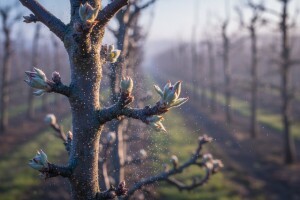 Zaštitite nasade jabuke i kruške!