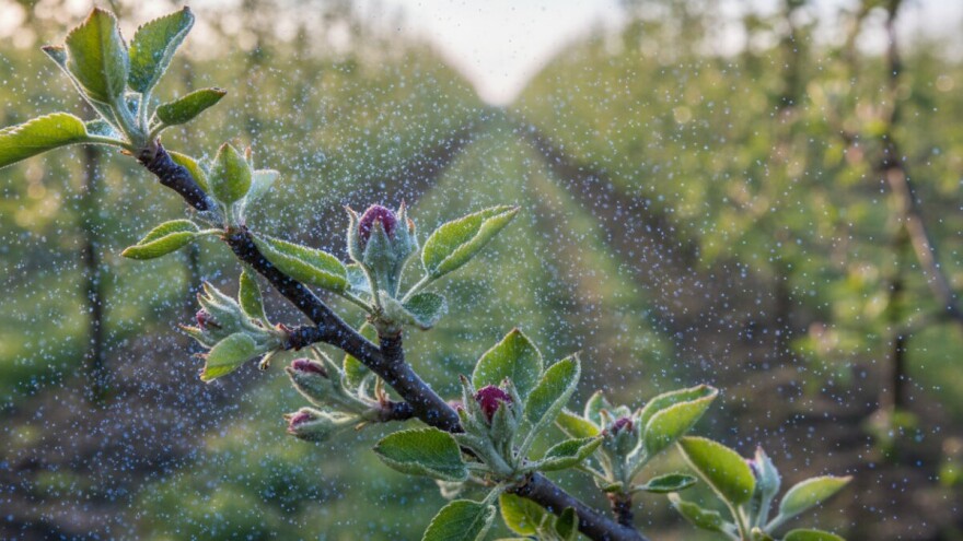 Zaštitite nasade jabuke i kruške!