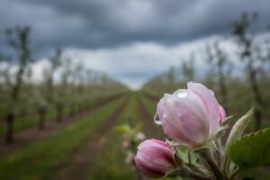 Zaštitite nasade jabuke i kruške!