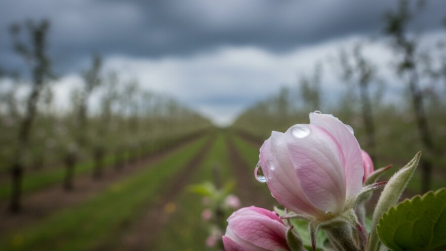 Zaštitite nasade jabuke i kruške!