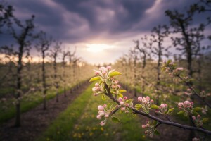 Zaštitite nasade jabuke i kruške!