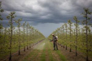 Zaštitite nasade jabuke i kruške!