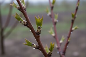 Zaštitite nasade koštićavog voća