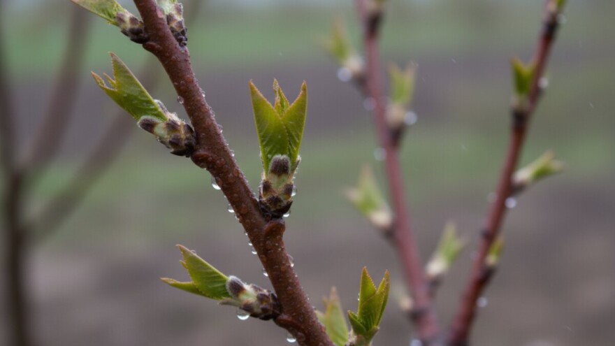 Zaštitite nasade koštićavog voća