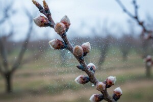 Zaštitite nasade koštićavog voća