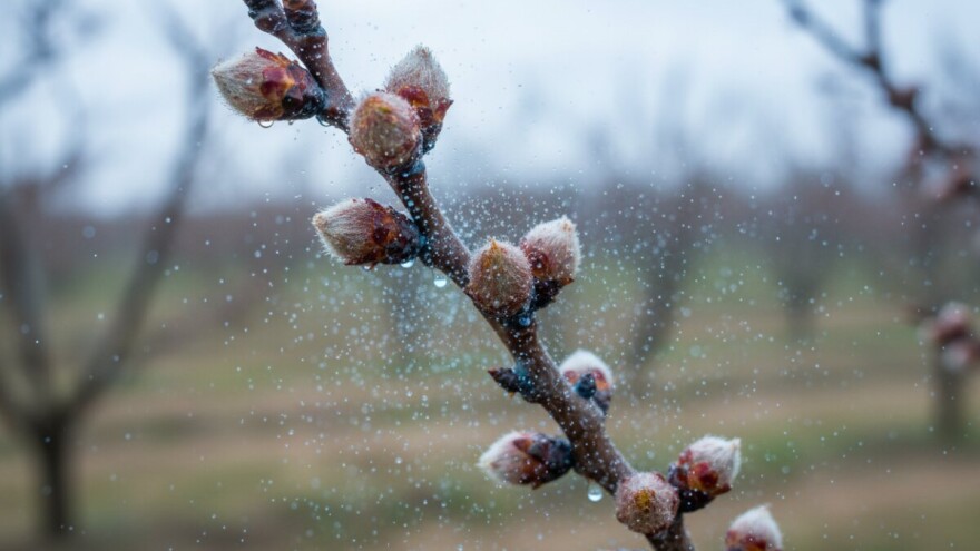 Zaštitite nasade koštićavog voća