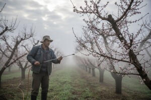 Zaštitite nasade koštićavog voća