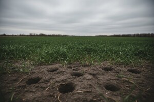 Zaštitite oranice od poljskih glodavaca