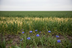 Zaštitite ozime žitarice