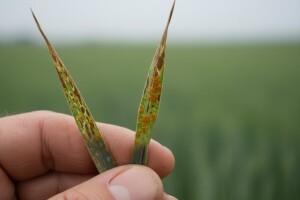 Zaštitite ozime žitarice