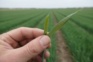 Zaštitite ozime žitarice!