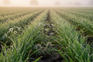 Zaštitite ozime žitarice od korova
