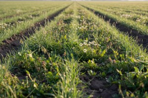 Zaštitite ozime žitarice od korova
