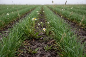 Zaštitite ozime žitarice od korova