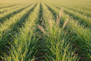 Zaštitite ozime žitarice od korova