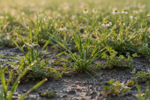 Zaštitite ozime žitarice od korova!