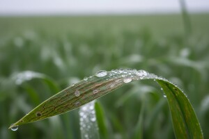 Zaštitite ozimi ječam od mrežaste i sive pjegavosti