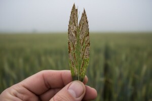 Zaštitite ozimi ječam od mrežaste i sive pjegavosti