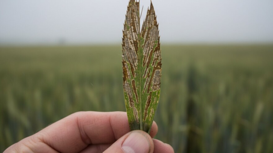 Zaštitite ozimi ječam od mrežaste i sive pjegavosti