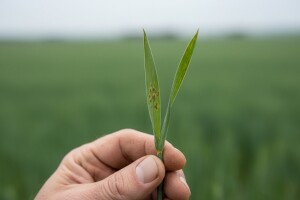 Zaštitite ozimi ječam od pjegavosti