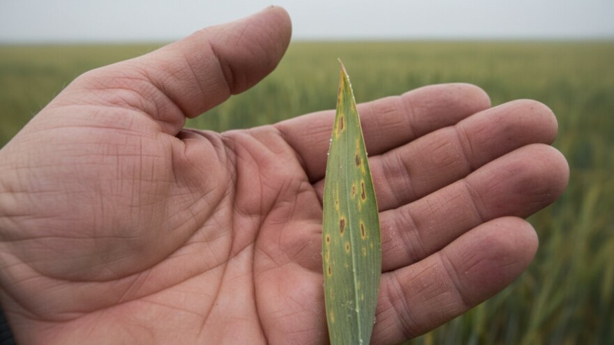 Zaštitite ozimi ječam od pjegavosti