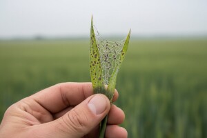Zaštitite ozimi ječam u fazi vlatanja