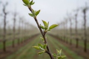 Zaštitite plantažne nasade jabučastog voća!
